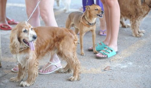 Cientistas dizem que ainda não é possível dizer que o coronavírus canino foi responsável direto pelos casos de pneumonia que causaram as internações