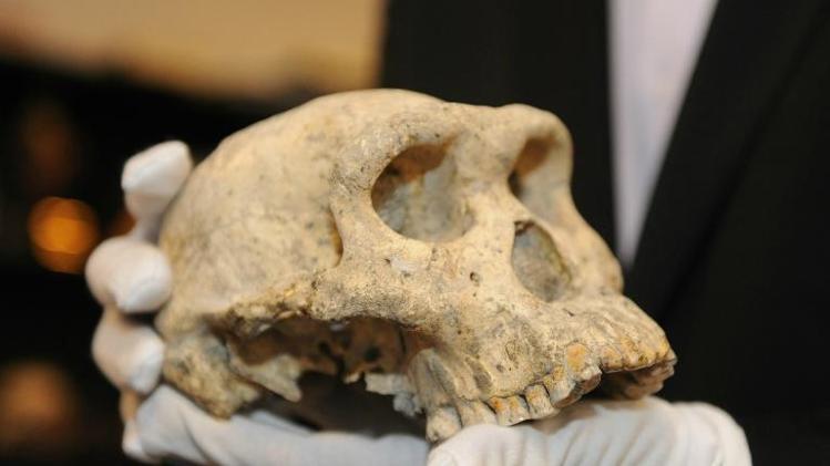 A nova análise dos fósseis encontrados nas Grutas de Sterkfontein, em Johannesburgo, revelou que eles têm entre 3,4 e 3,6 milhões de anos.